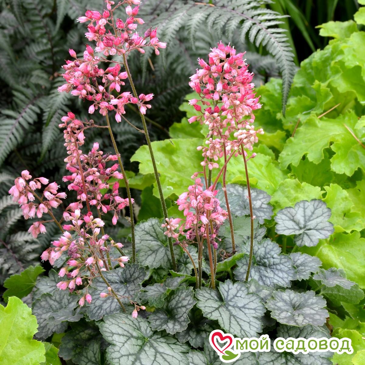 Гейхера Вайлд Роуз: описание сорта, характеристики, агротехника посадки и ухода, отзывы - полезная информация для садоводов Гейхера Вайлд Роуз описание сорта характеристики агротехника посадки и ухода отзывы - полезная информация для садоводов